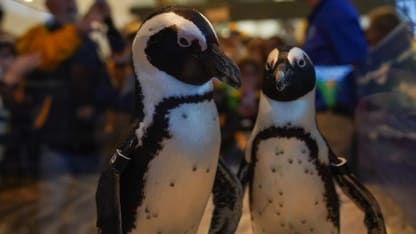 Live Penguins Steal the Show at Penguins Games